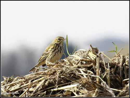 Pipit farlouse
